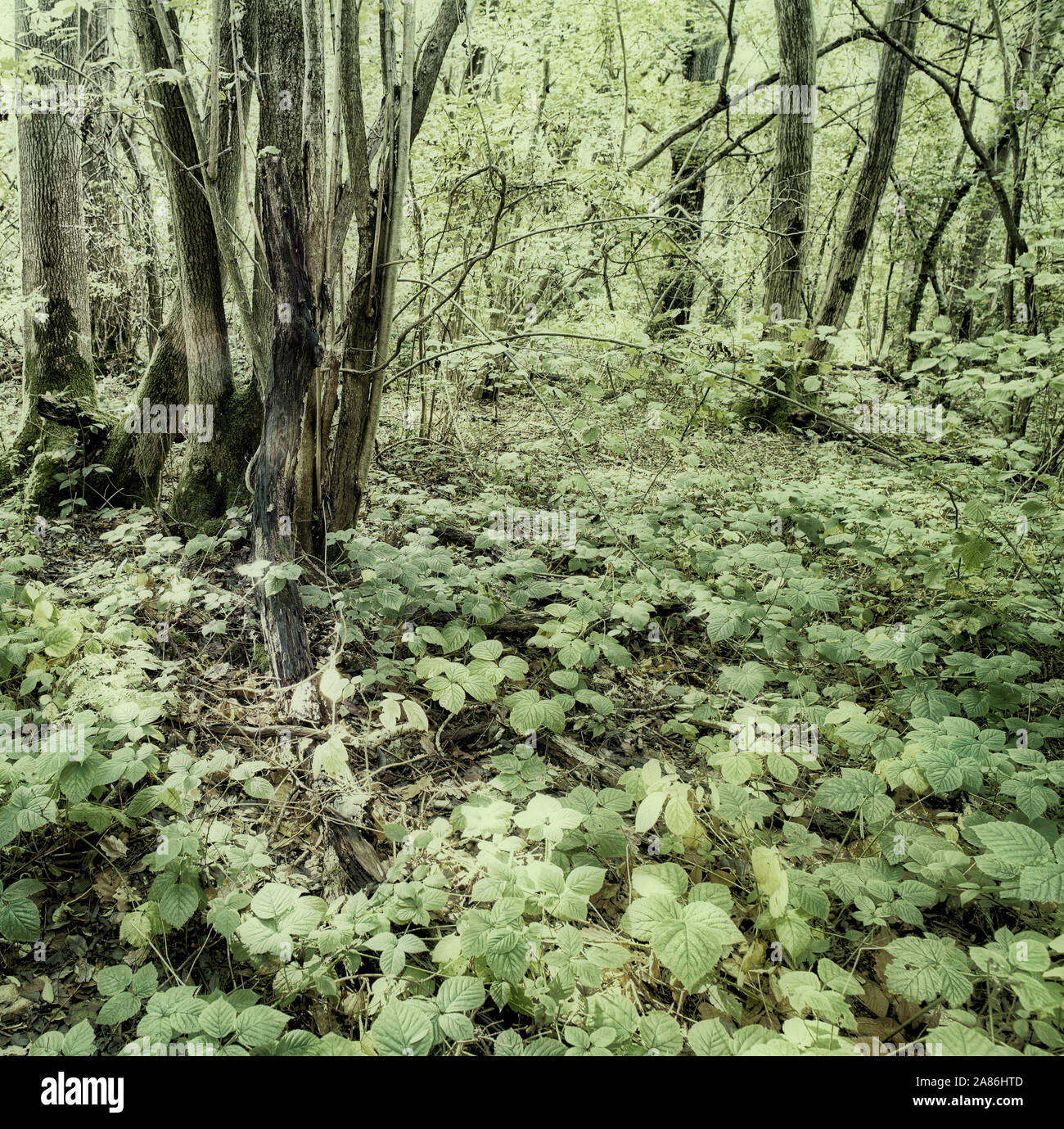Bosques naturales, paisajes en otoño en inglés Fotografía de stock Alamy