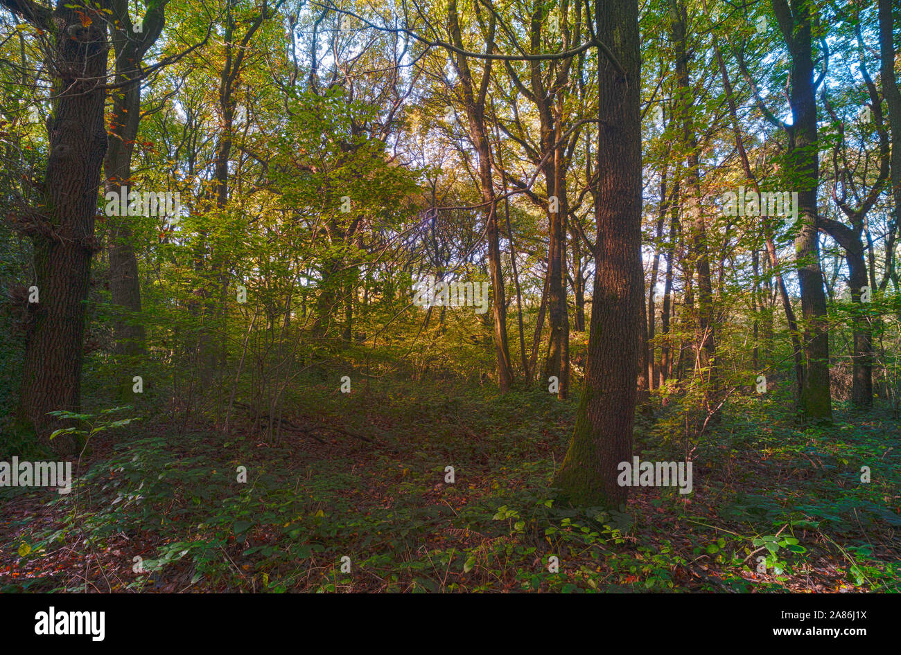 Bosques naturales, paisajes en otoño en inglés Fotografía de stock Alamy