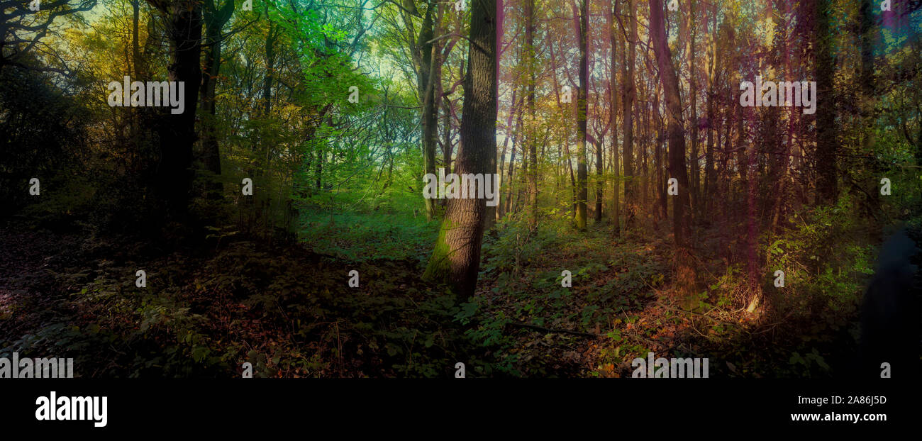 Bosques naturales, paisajes en otoño en inglés Fotografía de stock Alamy
