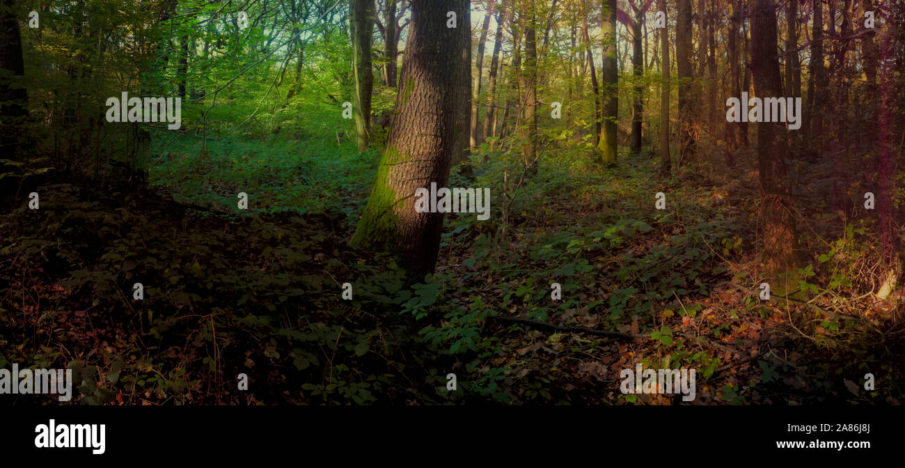 Bosques naturales, paisajes en otoño en inglés Fotografía de stock Alamy