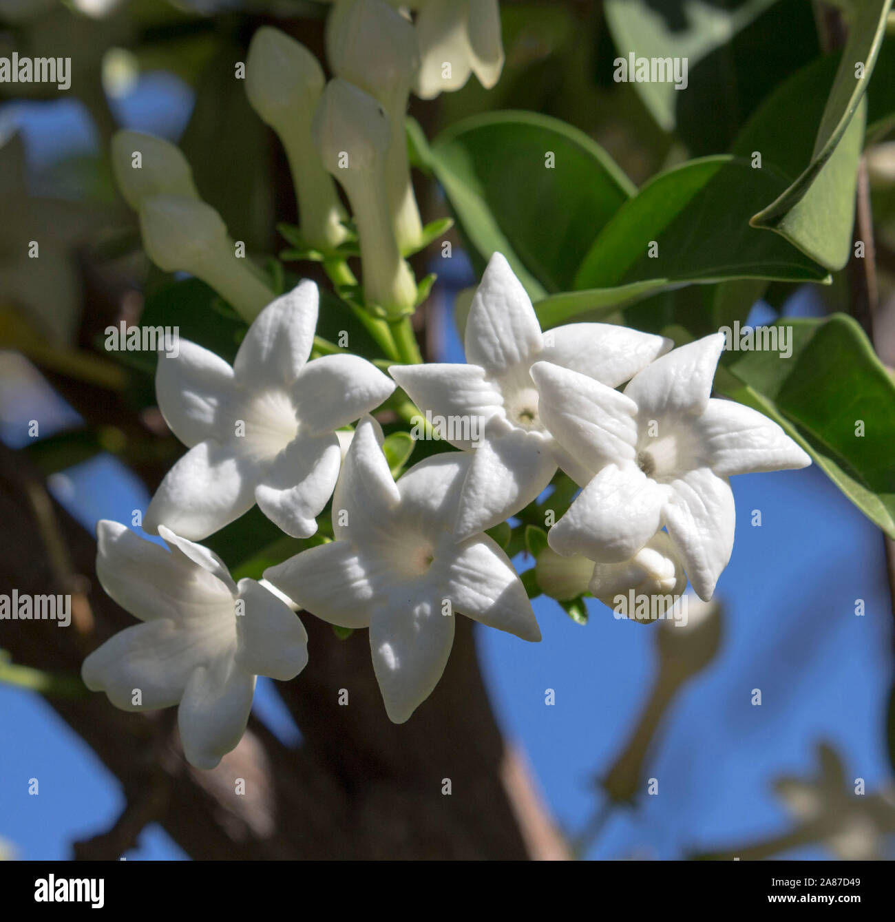 Hermosas flores blancas de stephanotis florabunda, Flor de Boda hawaiana o  de Madagascar Jasmine ceroso con cinco pétalos contrastan con hojas  brillantes Fotografía de stock - Alamy