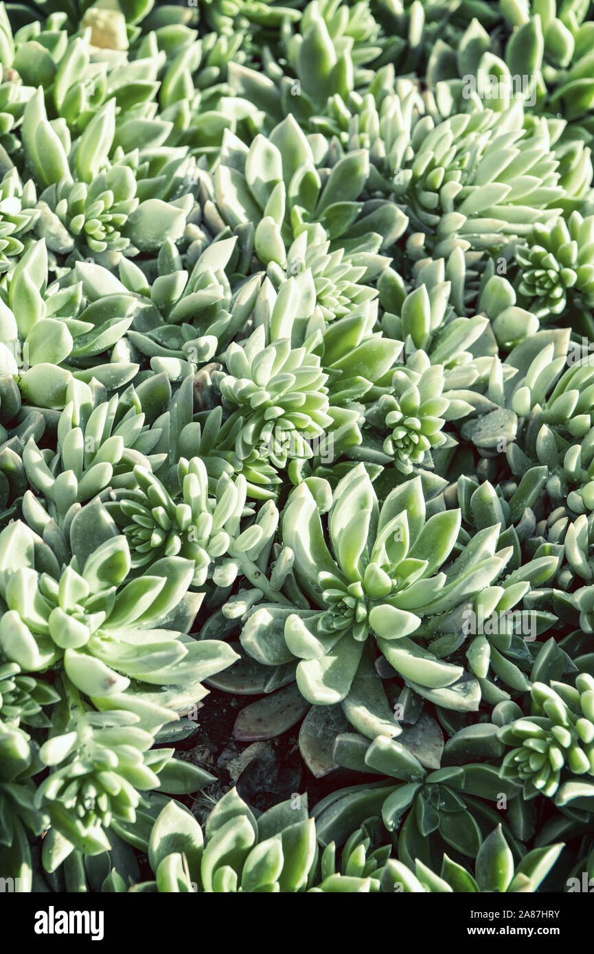 Hojas redondas de cactus fotografías e imágenes de alta resolución - Alamy