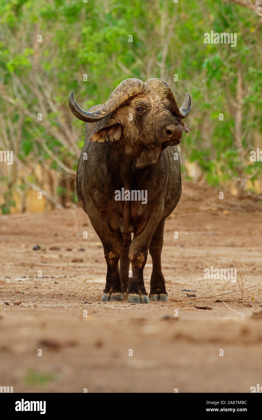 El búfalo africano (Syncerus caffer o Cape buffalo es un gran bovino de África al sur del Sahara. Retrato en el Bush en Zimbabwe. Foto de stock