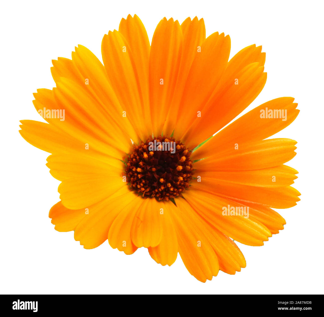 Florecimiento hermoso marigold amarillo sobre fondo blanco. Calendula officinalis Foto de stock