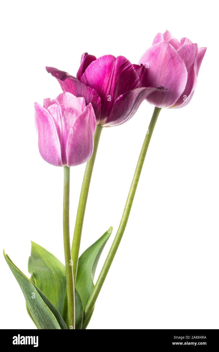 Hermosa rosa y lila tulip flower aislado sobre un fondo blanco. Foto de stock
