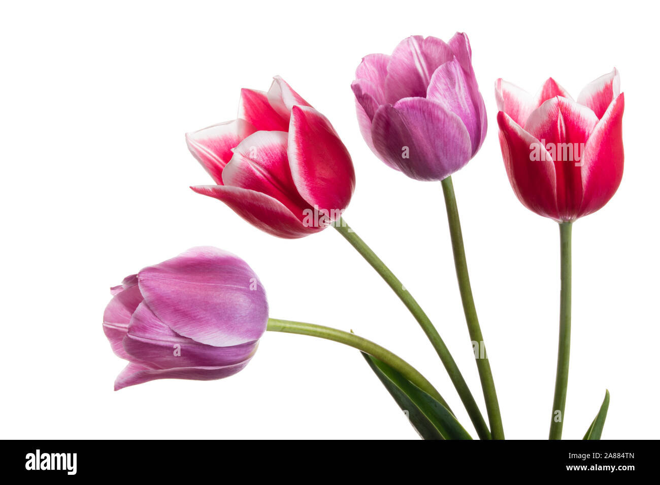 Hermosa rosa y lila tulip flower aislado sobre un fondo blanco. Foto de stock