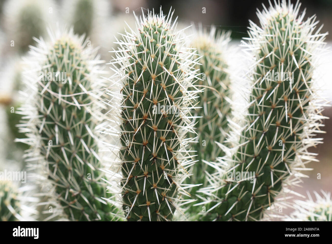 Cylindropuntia tunicata Opuntie Foto de stock