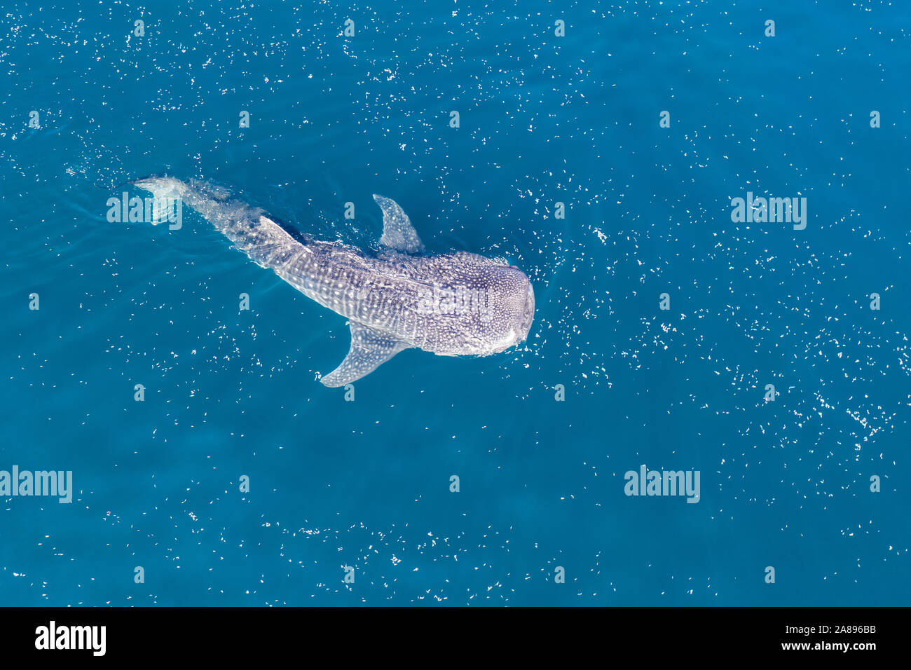 Un tiburón ballena, Rhincodon typus, nadar lentamente cerca de la superficie de alimentación del krill en Indonesia. Esta es la más conocida entre las especies de peces existentes en la tierra. Foto de stock