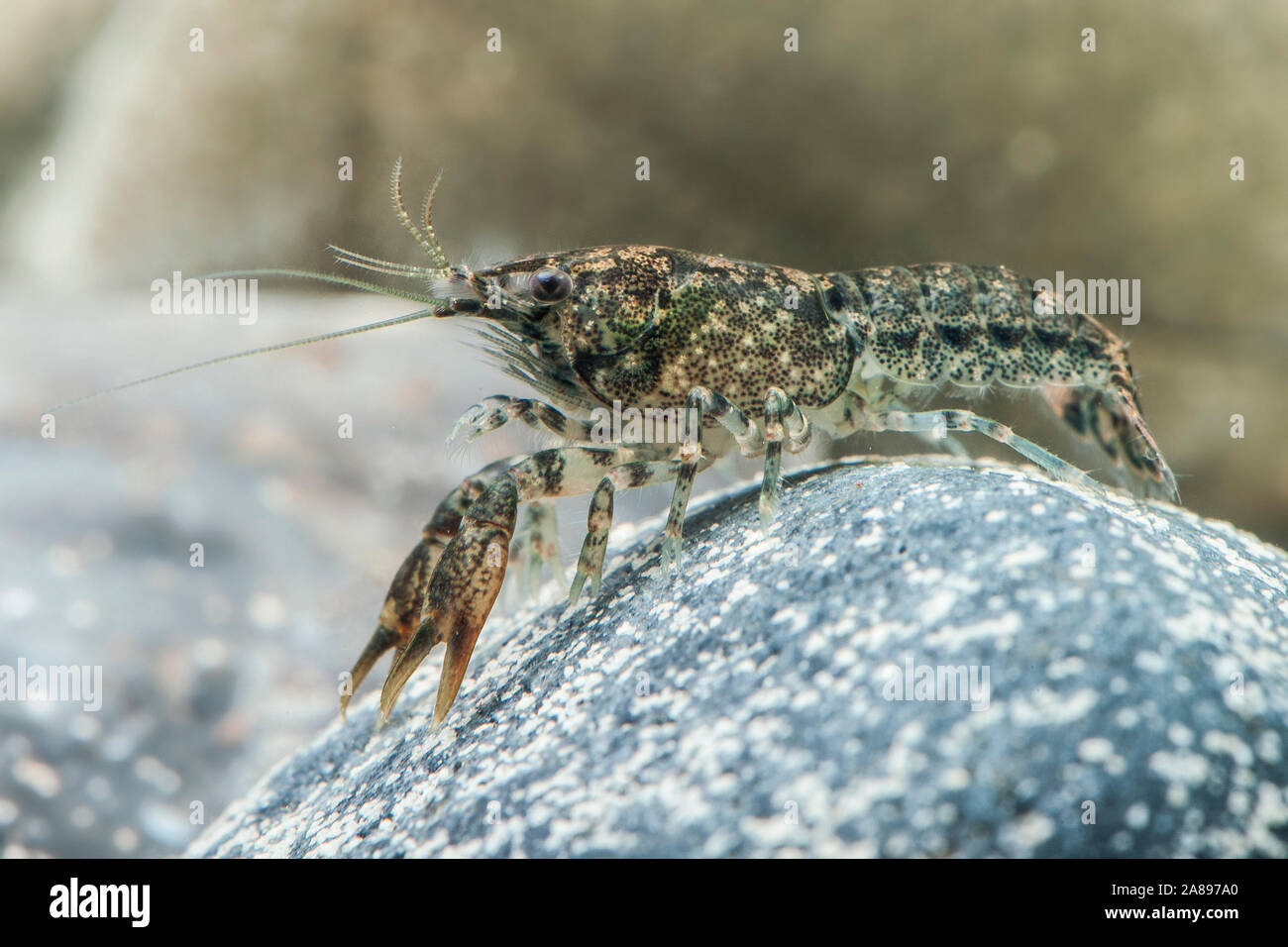 Cambarellus spec. Alabama,Zwergflusskrebs,Cangrejo enano Fotografía de  stock - Alamy