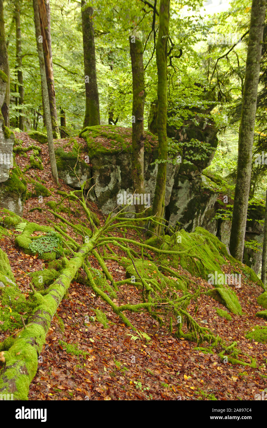 Wehraschlucht, mossy árbol, Bannwald, otoño, Selva Negra, Alemania Foto de stock