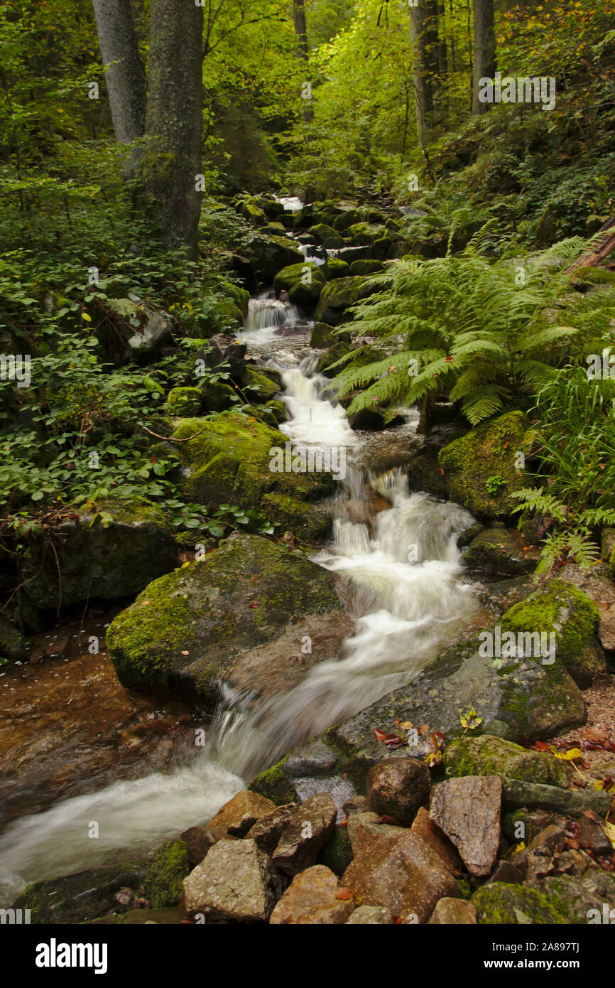 Windsbergschlucht con cascada, cerca de San Blasien, otoño, Selva Negra, Alemania Foto de stock