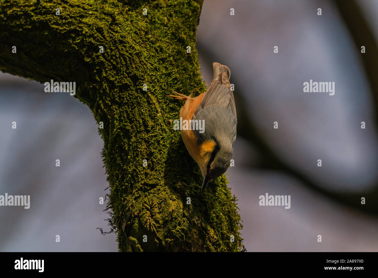 Un Kleiber einen mit Moos bewachsenen Baum Foto de stock