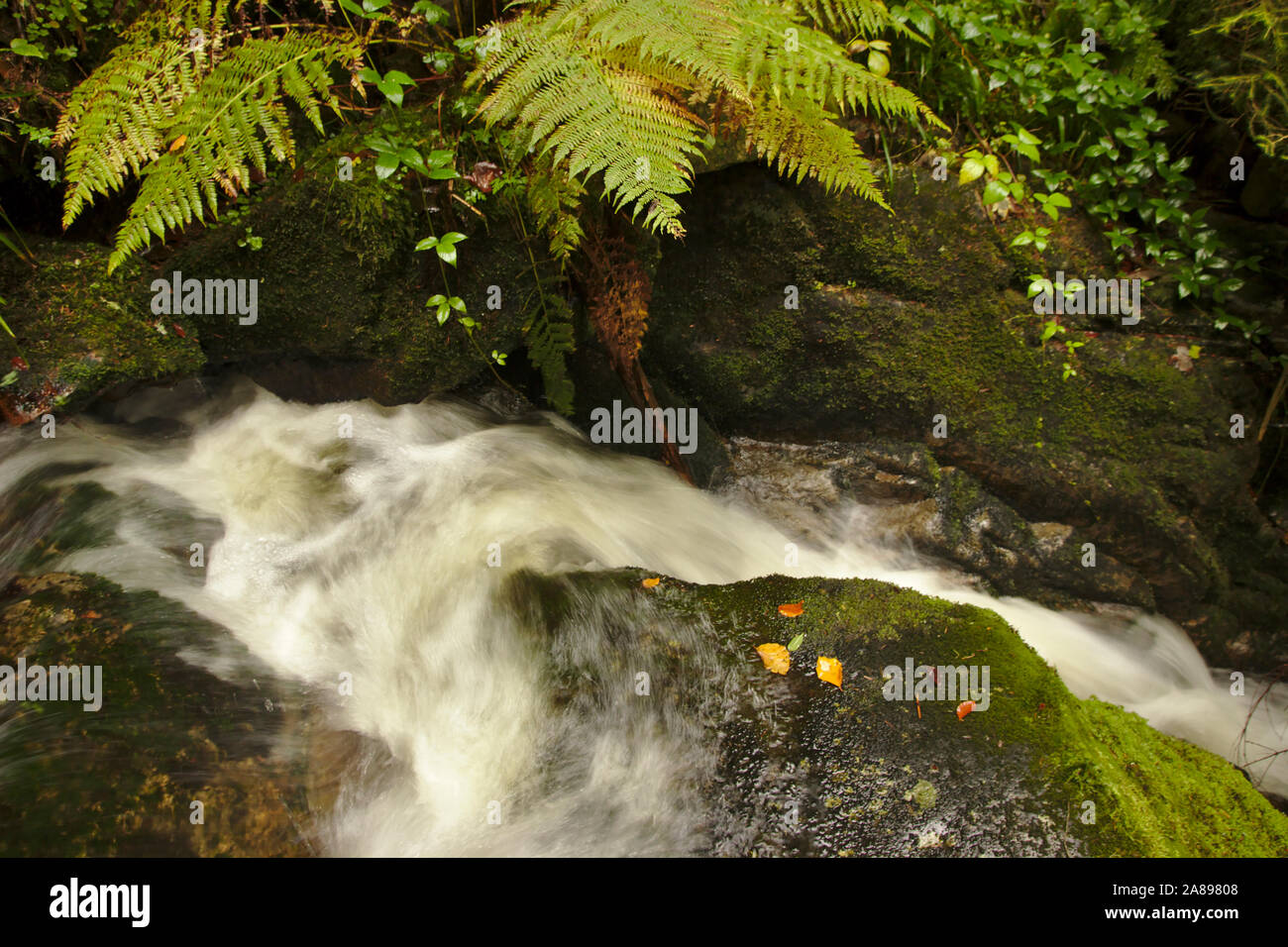 Windsbergschlucht con cascada, cerca de San Blasien, otoño, Selva Negra, Alemania Foto de stock