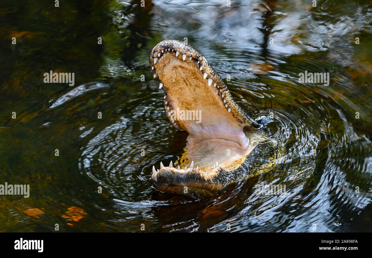 Caimanes que se quebran con la boca abierta en el Parque Nacional Everglades, Florida, EE.UU Foto de stock