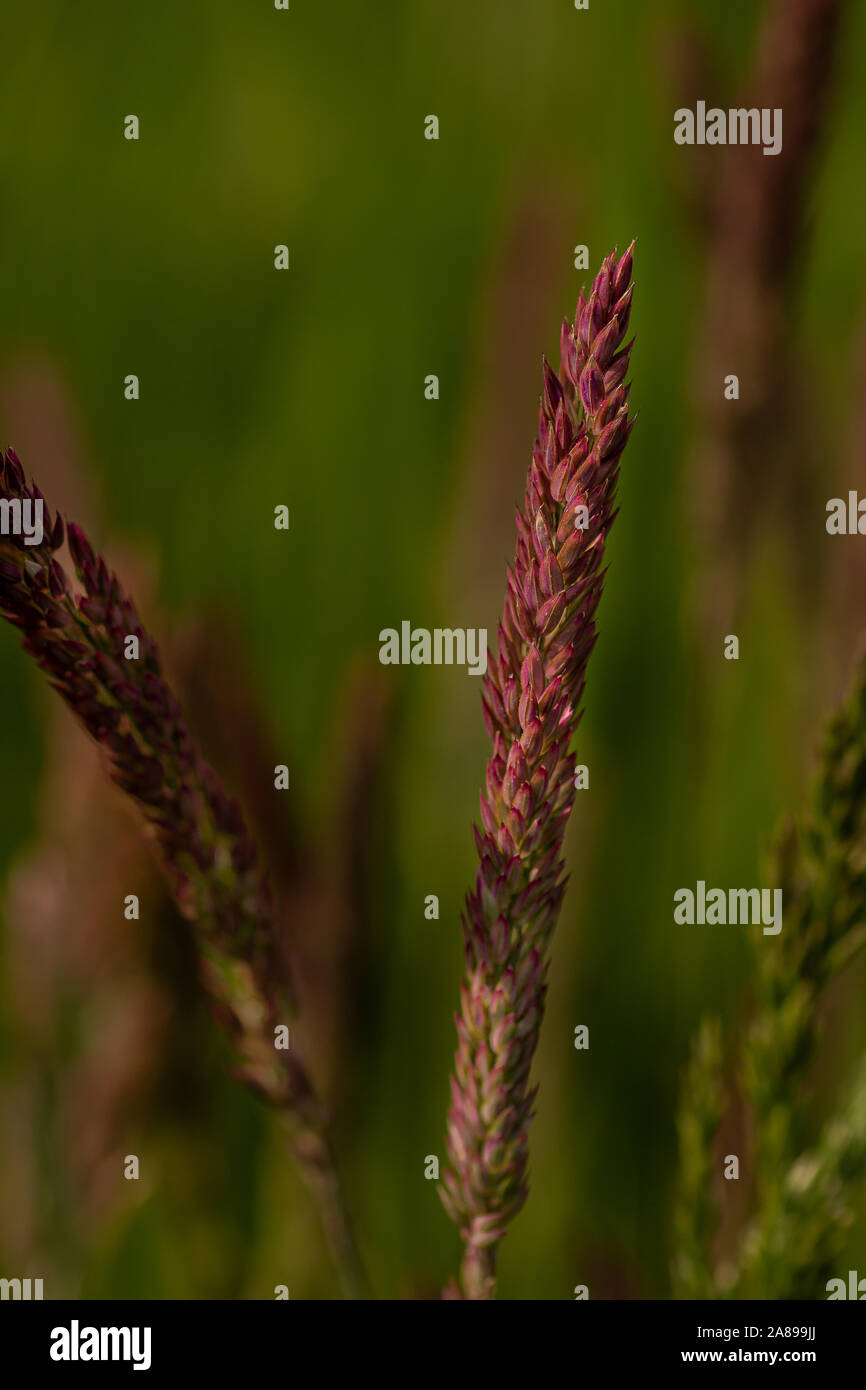 Verschieden farbiger Wiesenfuchsschwanz Foto de stock