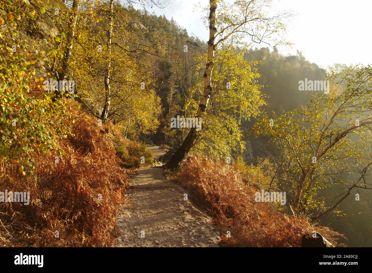 Los árboles en la luz de la mañana, Heilige Stiege, otoño, Sächsische Schweiz, Alemania Foto de stock