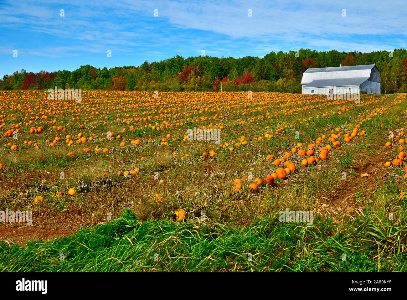 Una imagen horizontal de una granja en pleno campo de calabazas cerca de Sussex de Nueva Brunswick, Canadá. Foto de stock
