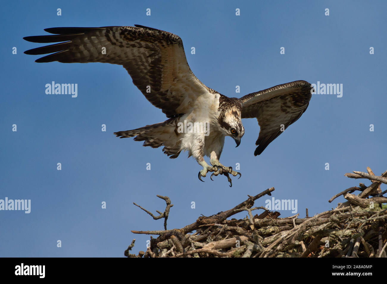 Osprey menores próximos a aterrizar en el nido en Wellfleet, Massachusetts en Cape Cod Foto de stock