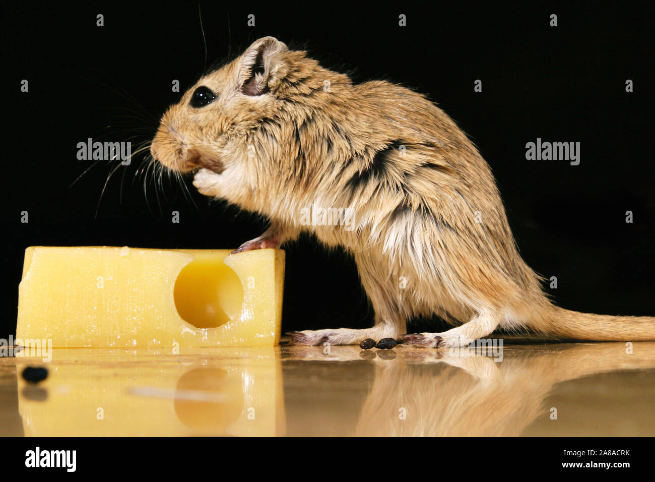 Maus, Hausmaus, knabbert, Käse (Mus musculus), Foto de stock