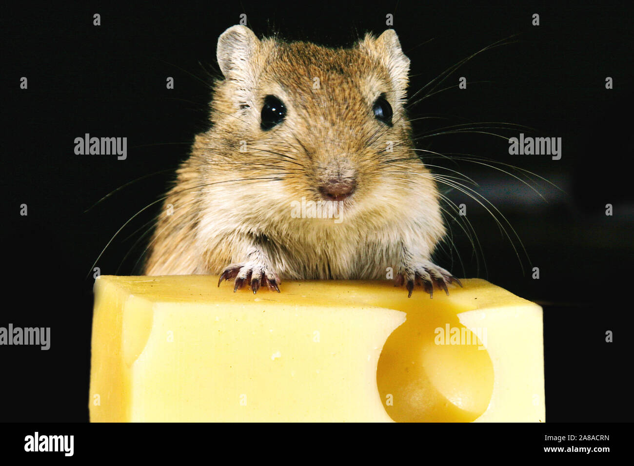Maus, Hausmaus, knabbert, Käse (Mus musculus), Foto de stock
