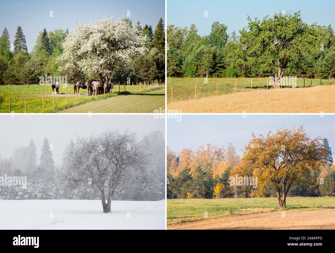 Hermoso collage de 4 temporadas diferentes fotos de un árbol de manzanas en el campo, mismo lugar, lugar. Flores blancas de primavera, verde brillante fresco día de verano, Y. Foto de stock