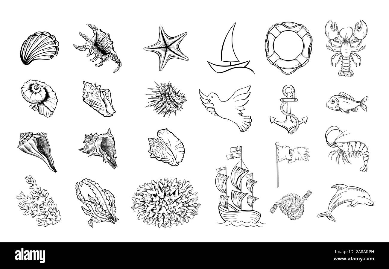 Temática marina ilustraciones en blanco y negro. Mar de la flora, la