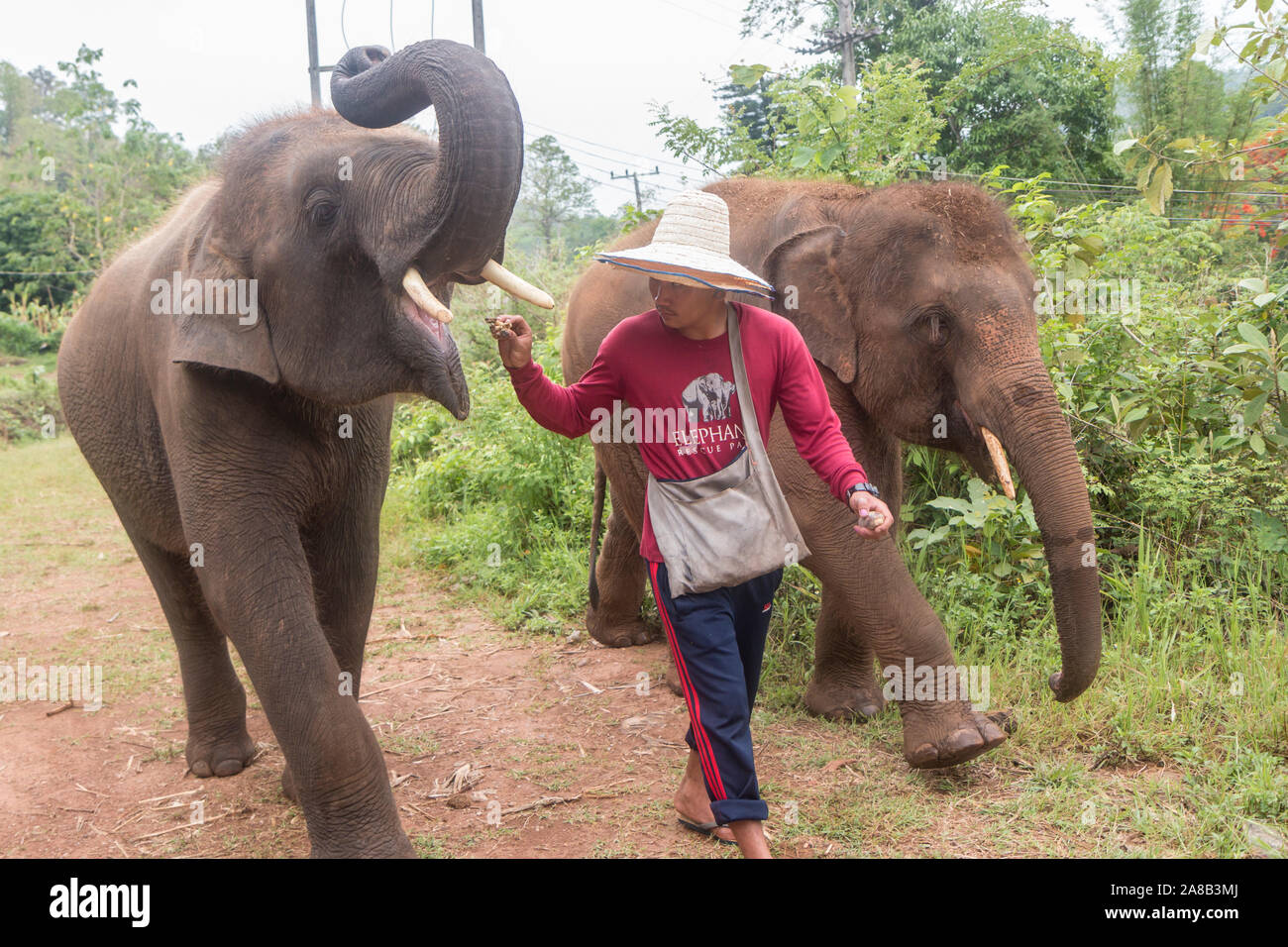 Los porteros y los huéspedes pueden ir a dar un paseo con los elefantes asiáticos en una ética santuario de elefantes en el norte de Tailandia. Foto de stock