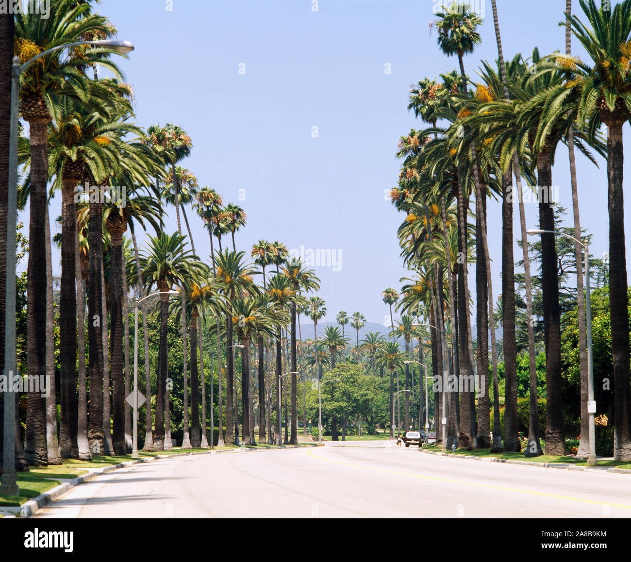 Las palmeras junto a una carretera, la ciudad de Los Ángeles, California, Estados Unidos. Foto de stock