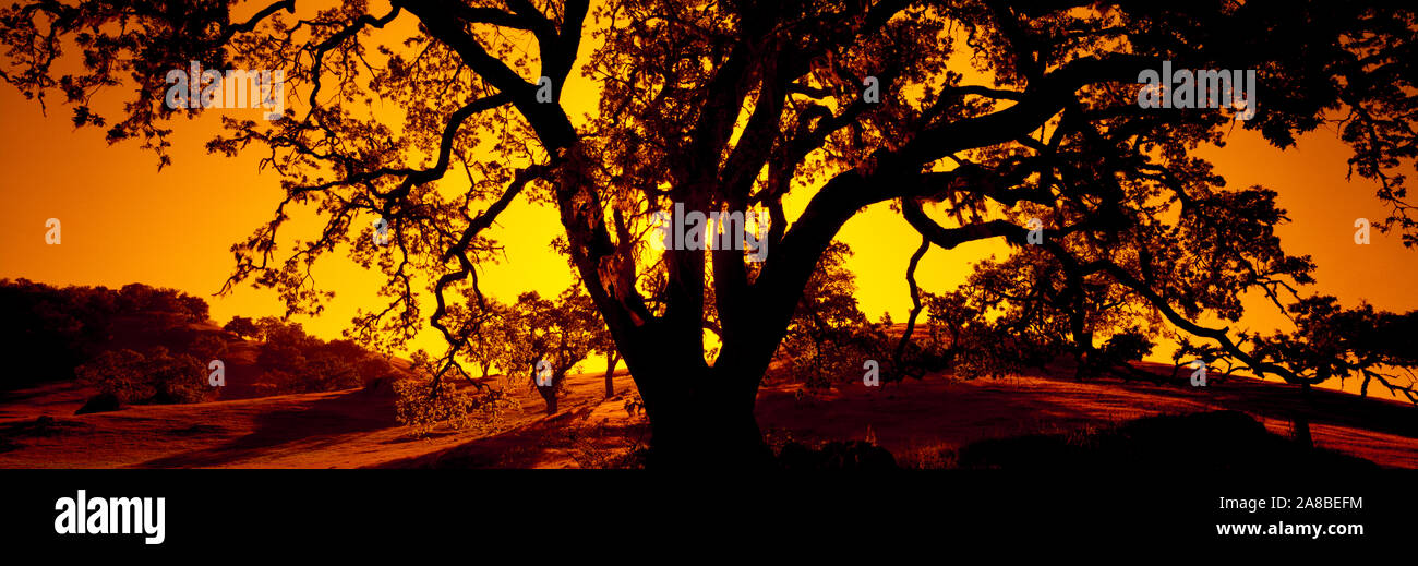 Silueta de la costa viven árboles de roble (Quercus agrifolia), California, EE.UU. Foto de stock