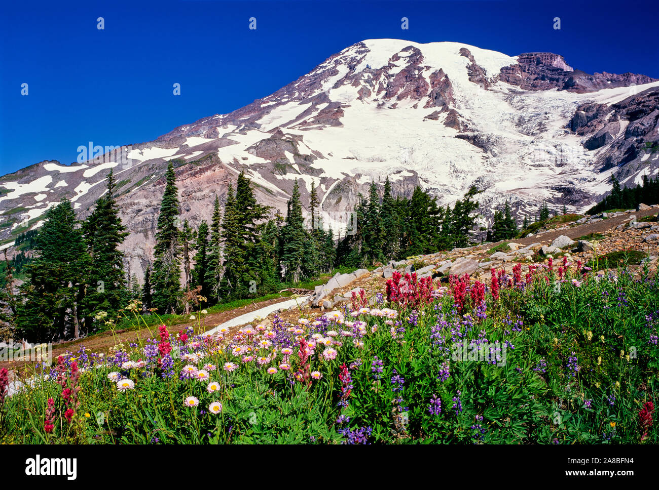 Verano flores silvestres florecen en el Paradise Park a continuación Mt Rainier, Mt Rainier National Park, Estado de Washington, EE.UU. Foto de stock