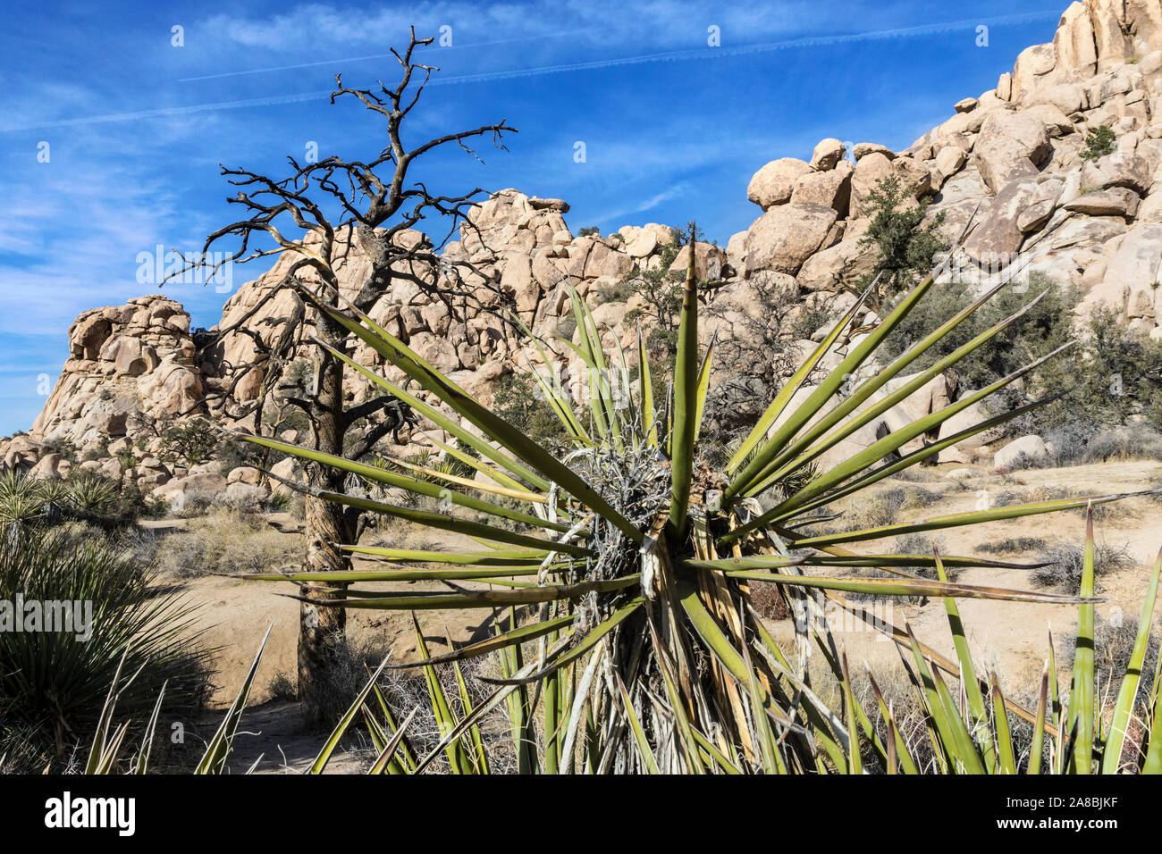 La vista horizontal de Josué los árboles en el Parque Nacional Joshua Tree National Park (California). Foto de stock