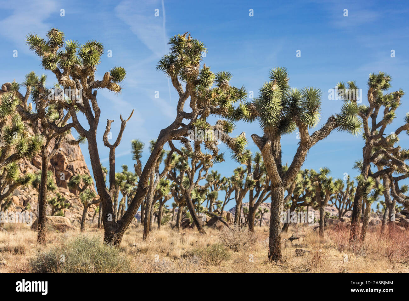 La vista horizontal de Josué los árboles en el Parque Nacional Joshua Tree National Park (California). Foto de stock