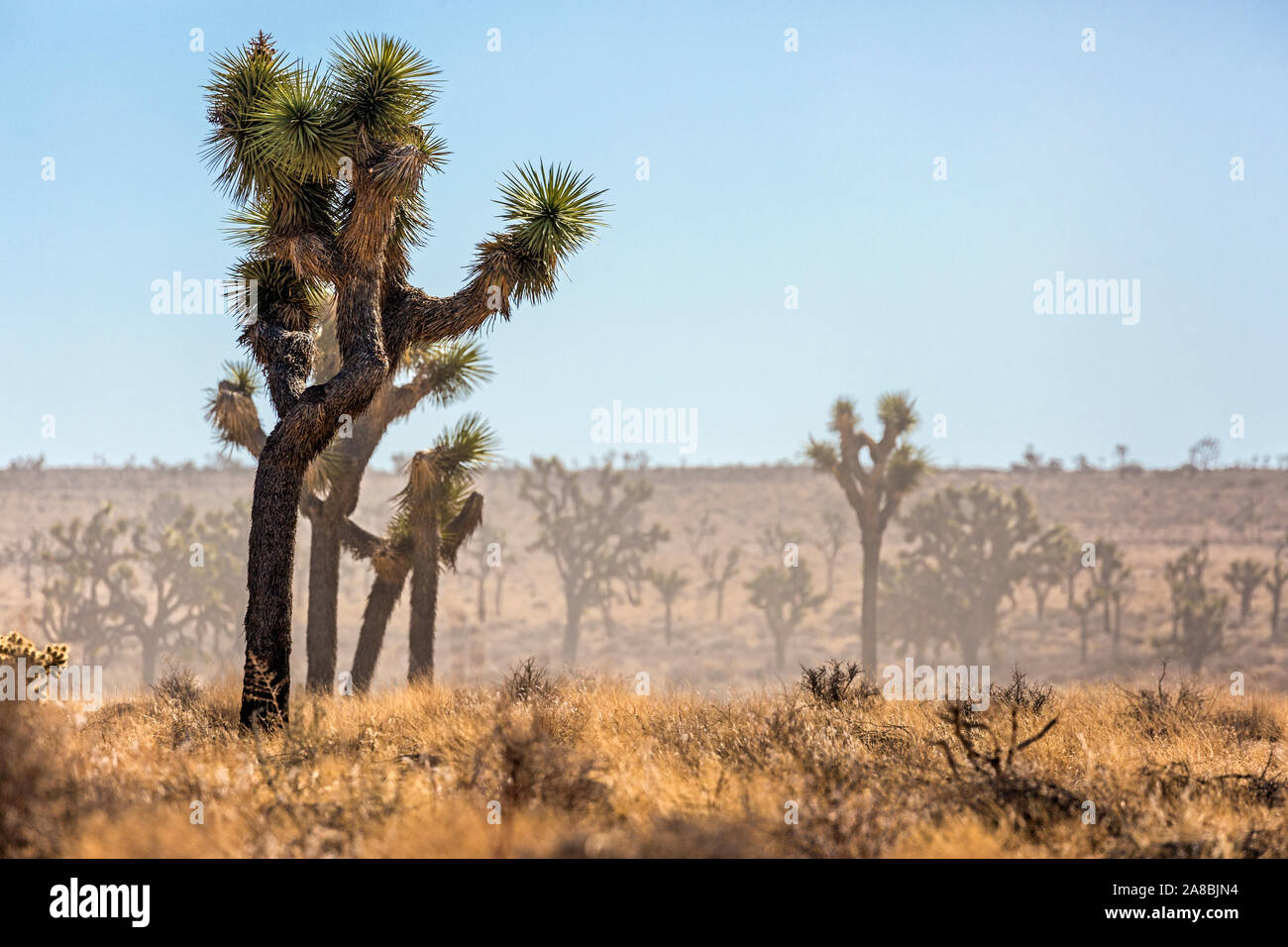 La vista horizontal de Josué los árboles en el Parque Nacional Joshua Tree National Park (California). Foto de stock