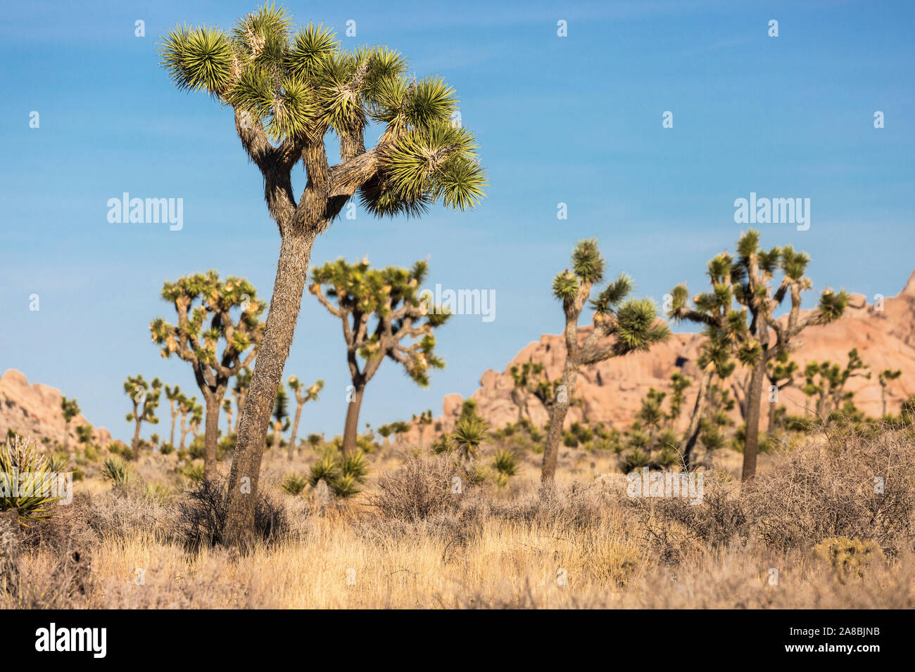 La vista horizontal de Josué los árboles en el Parque Nacional Joshua Tree National Park (California). Foto de stock