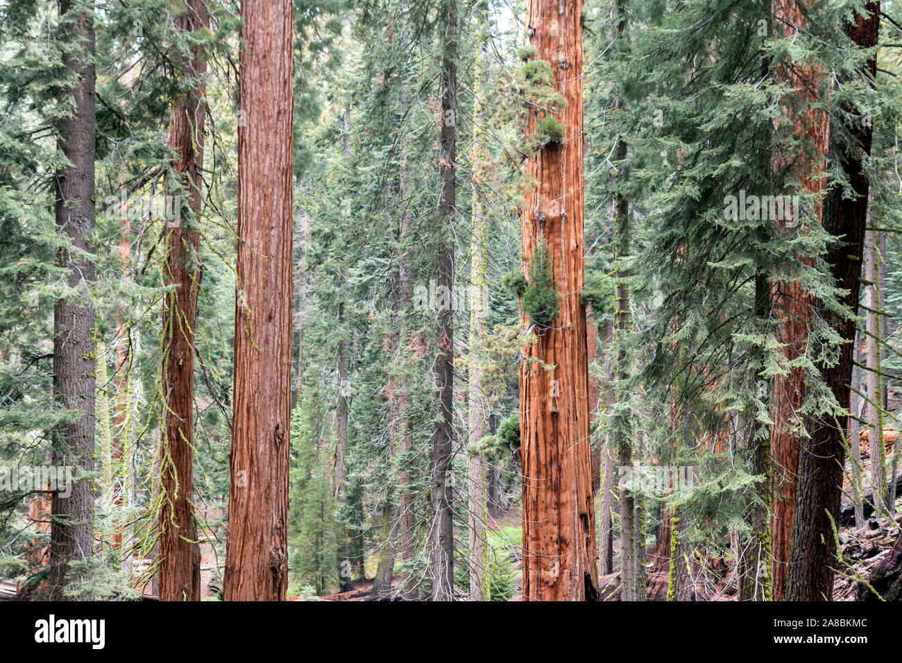 Secoyas Gigantes En El Giant Forest De Sequoia National Park California Fotografia De Stock Alamy