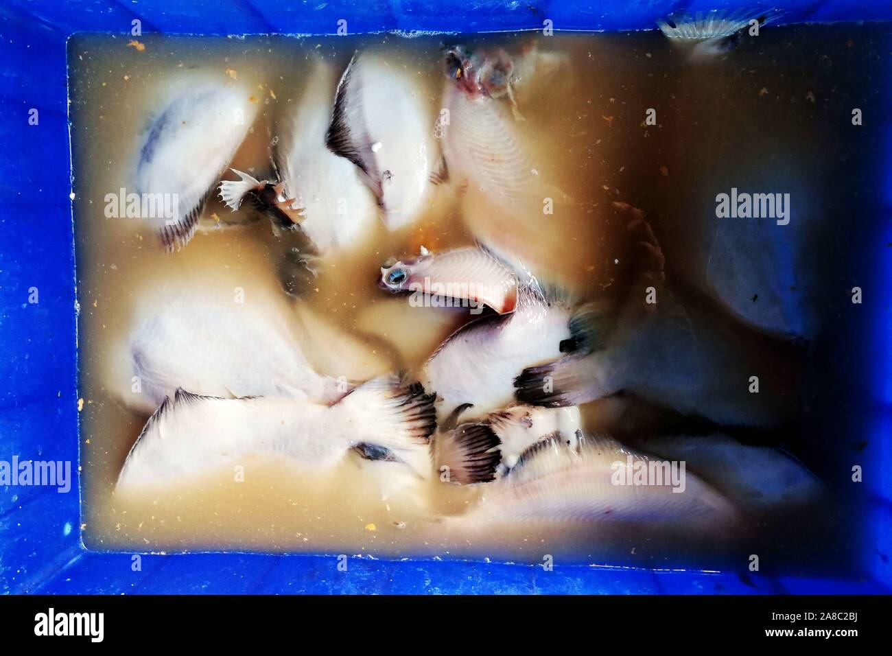 Shandong, Shandong, China. 8 nov, 2019. Shandong, China-pescadores cuelga el pescado seco en el mercado del puerto pesquero Jimiya en Qingdao, Provincia de Shandong, en el este de China, el 7 de noviembre, 2018.secar el pescado a finales de otoño y principios de invierno es una tradición de pescadores en la península de Jiaodong.Pescadores seleccione primero el pescado fresco del mar, corte la espalda y espolvorear las capas de sal gruesa, luego agregar la sal durante un corto periodo de tiempo, alrededor de una hora y, a continuación, enjuague con agua limpia.Por último, la difusión en la red de pesca o colgarlos para que se sequen. Cuando son 70% secas pueden ser comidos. Crédito: SIPA Asia/Zuma alambre/Alamy Live News Foto de stock