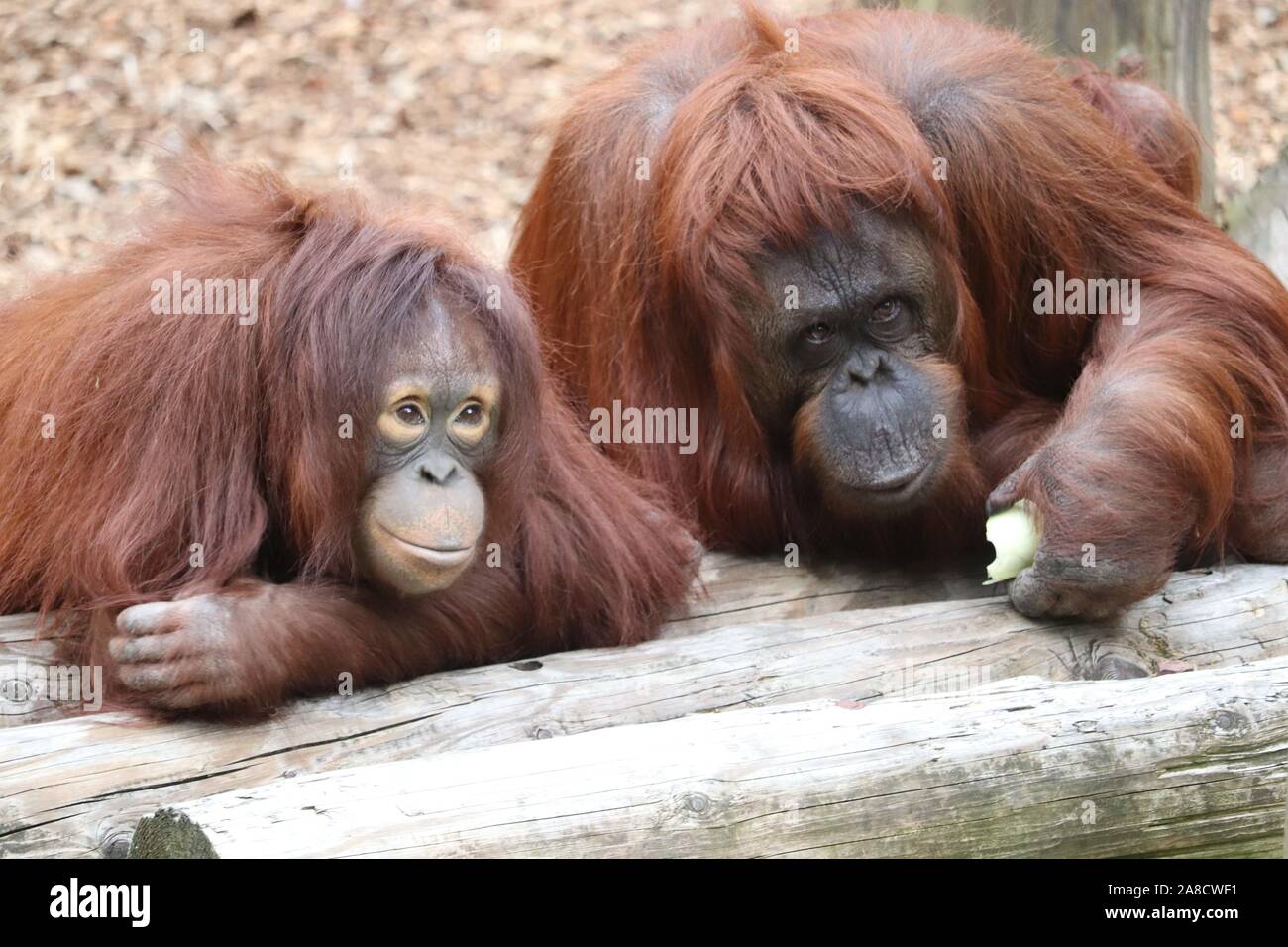 Los orangutanes, Bornean femenino Sprout & Jazz (Pongo pygmaeus) Foto de stock