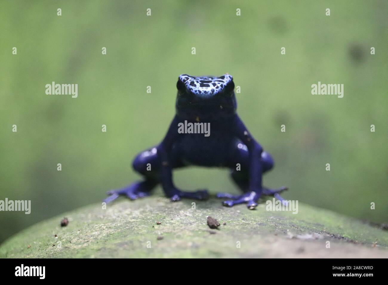 Blue Poison Dart Frog (Dendrobates tinctorius 'azureus') Foto de stock