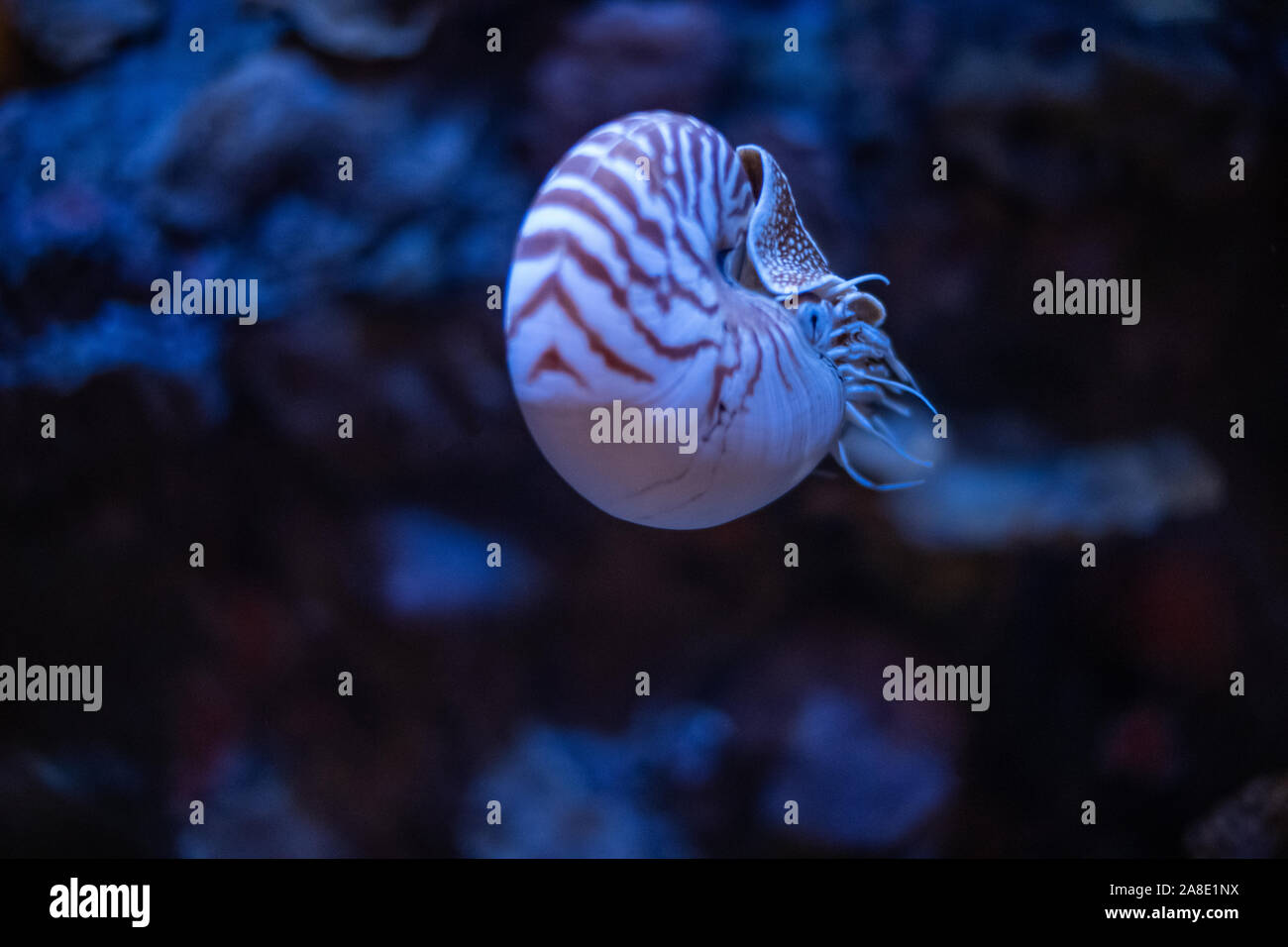 Nautilus deep sea cephalopod fotografías e imágenes de alta resolución -  Alamy
