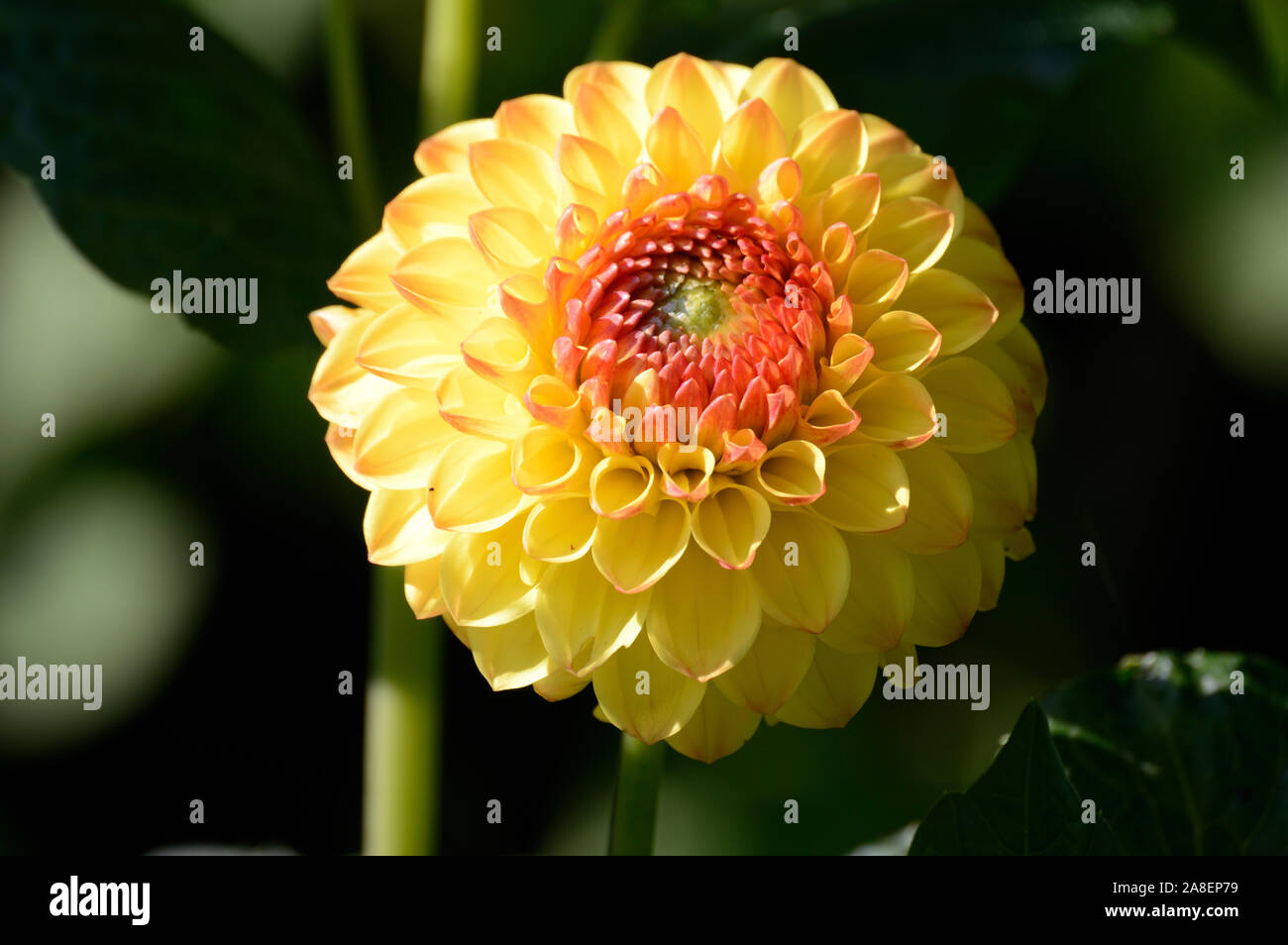 Dalia. Pompom. Cierre de flor amarilla con naranja hacia el centro  Fotografía de stock - Alamy