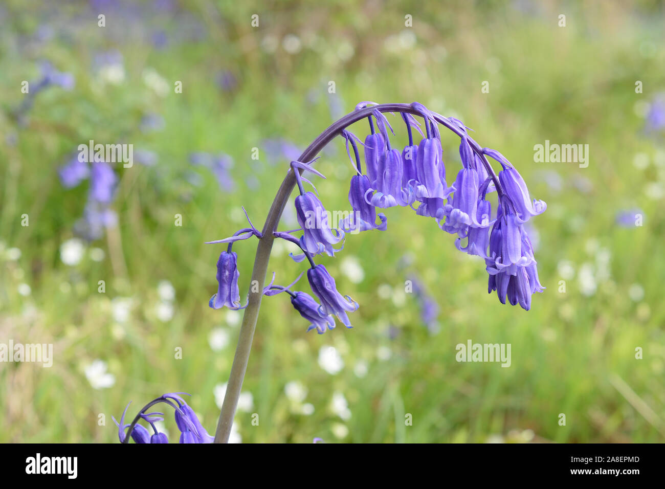 Bluebell o Jacinto Silvestre (Endymion nonscriptus) cerrar flores colgantes. Foto de stock