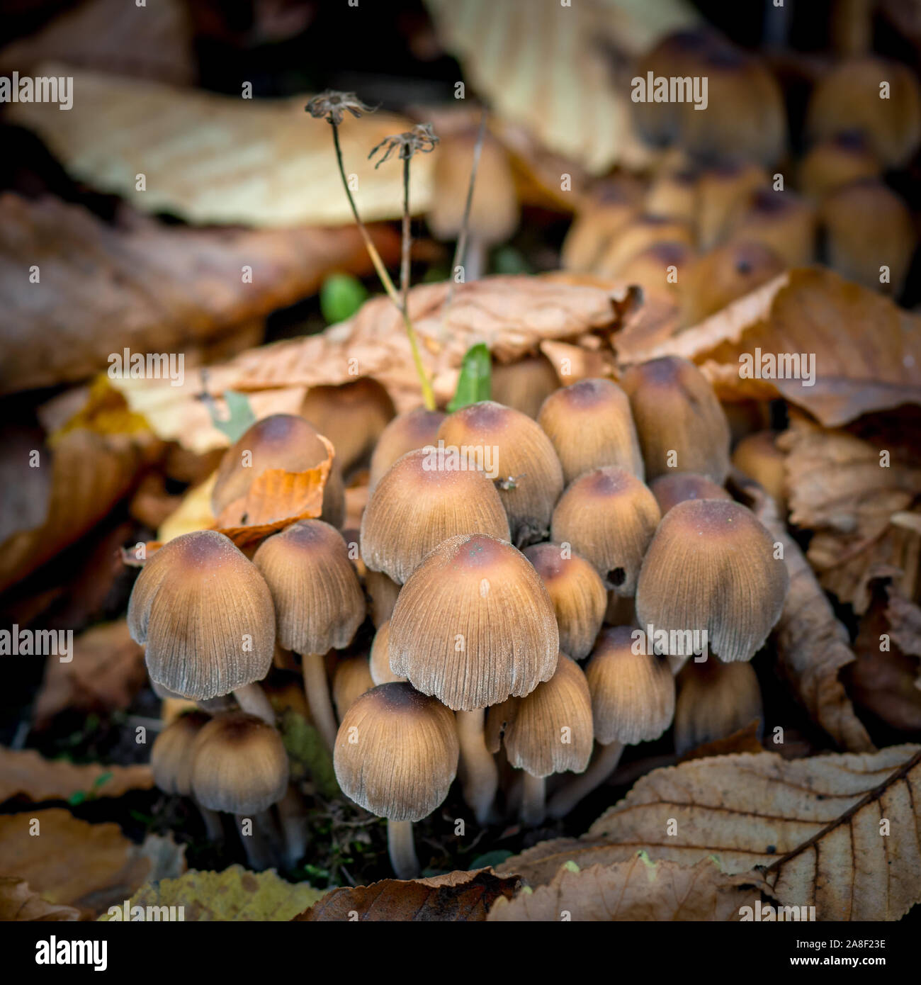 Los hongos que crecen en el pasto. Setas venenosas. Foto de stock