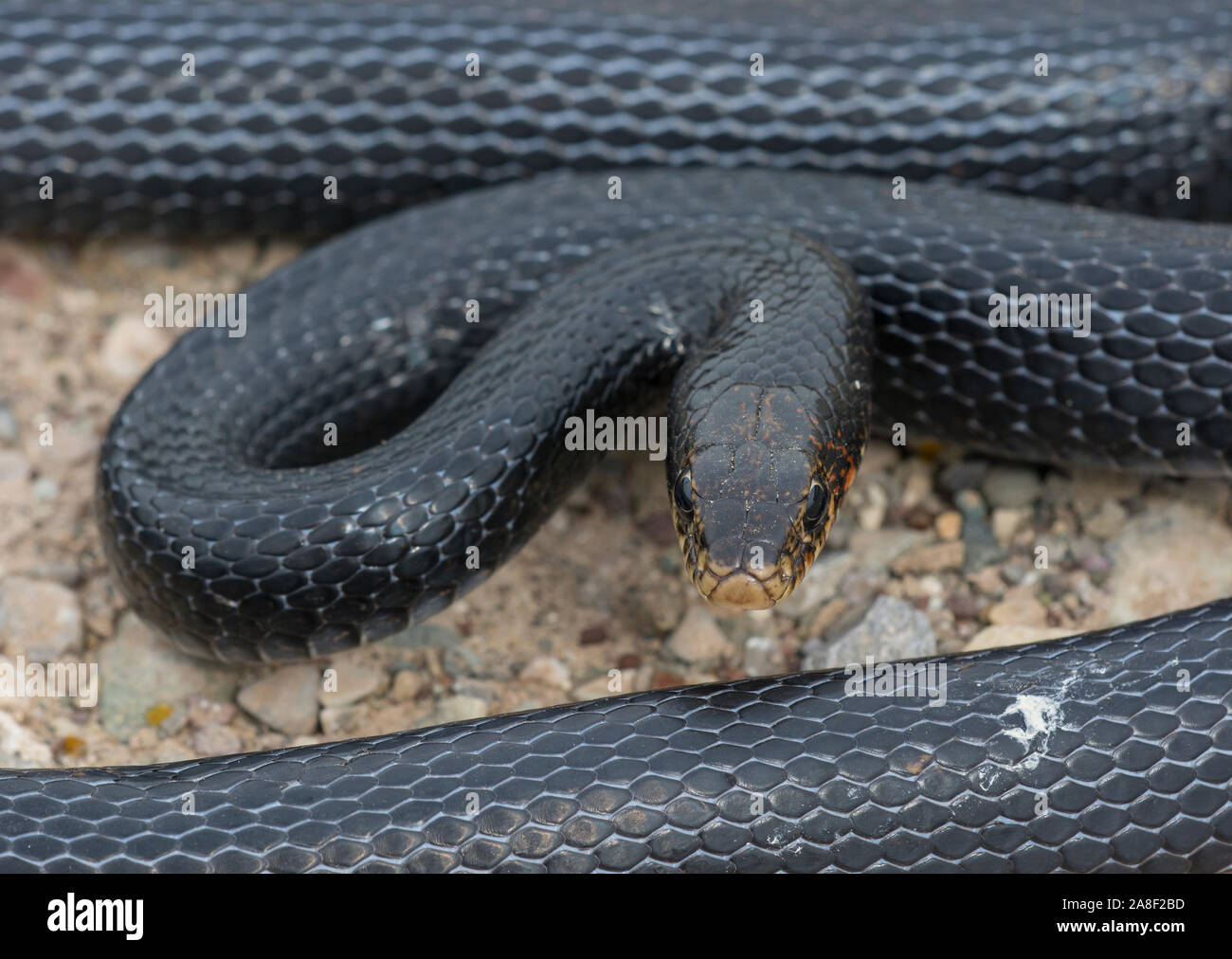 Látigo Negro Snake (Dolichophis jugularis) en la isla de Chipre. Foto de stock