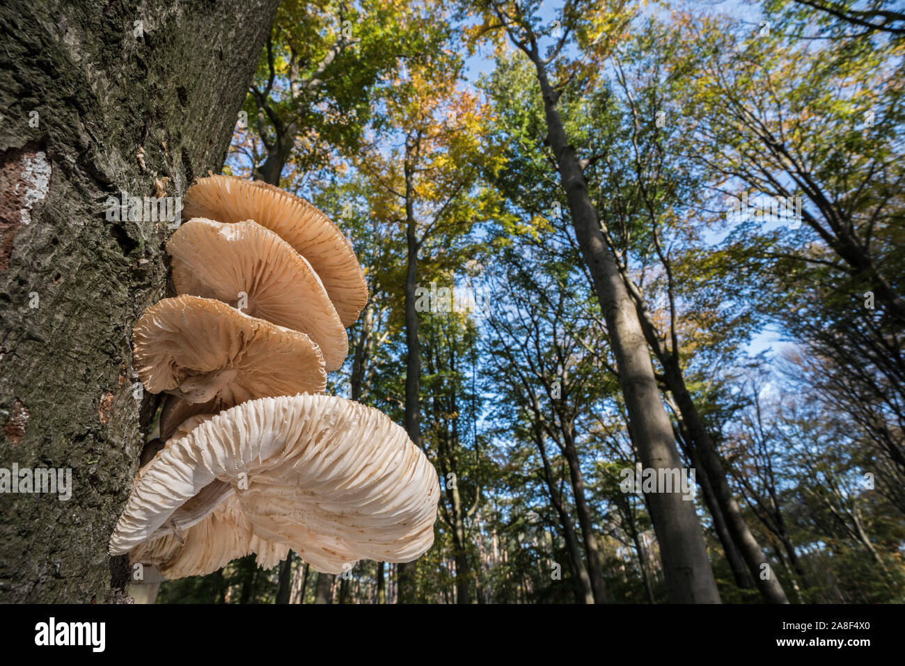 Clúster de porcelana (hongos Oudemansiella mucida / Collybia mucida) en el tronco del árbol en el bosque de otoño mostrando bajos Foto de stock