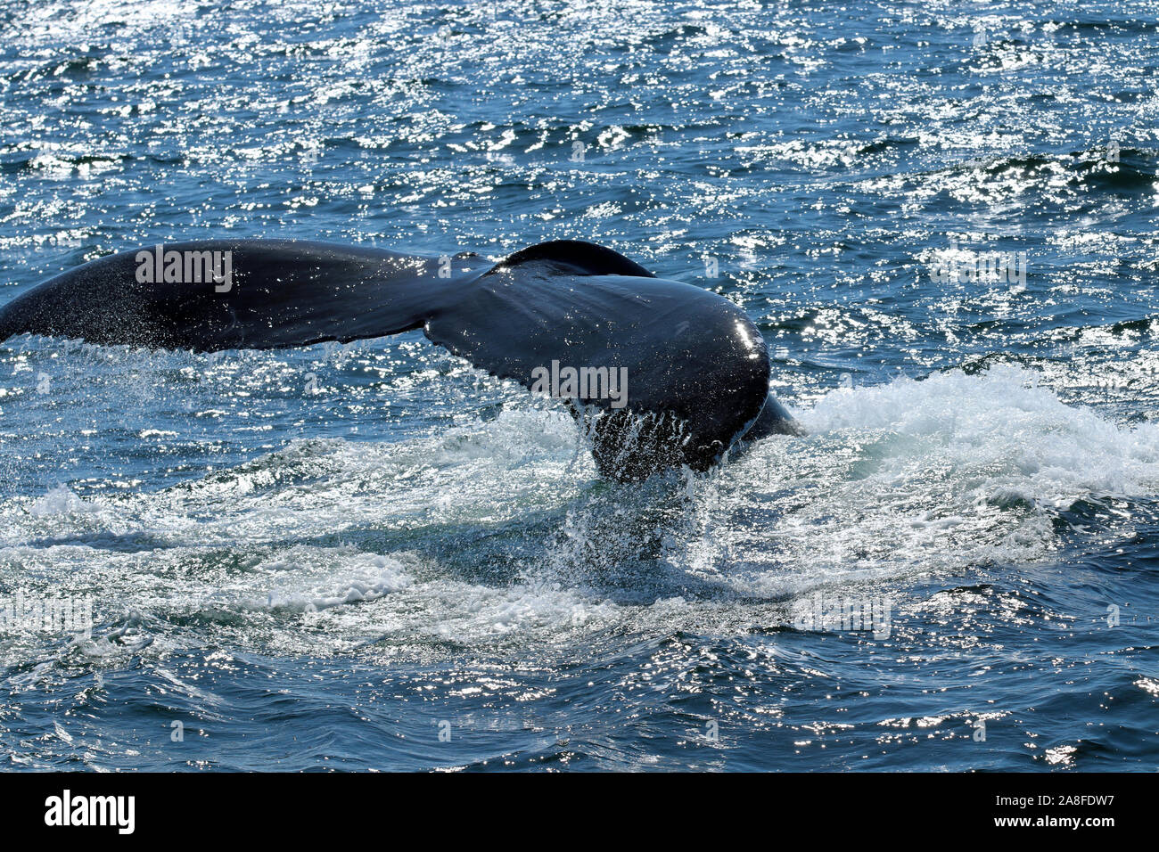 Close-up de Fluke de la ballena jorobada (Megaptera novaeangliae) en una zambullida en el Banco Stellwagen Santuario Nacional Marino frente a la costa de Massachusetts Foto de stock