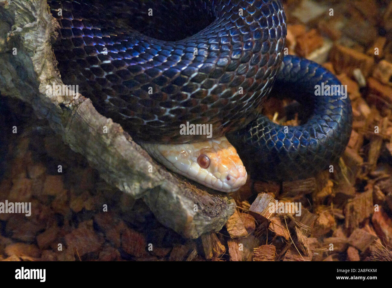 La cabeza de una serpiente pálido mira desde debajo de las bobinas de una gran serpiente negra Foto de stock