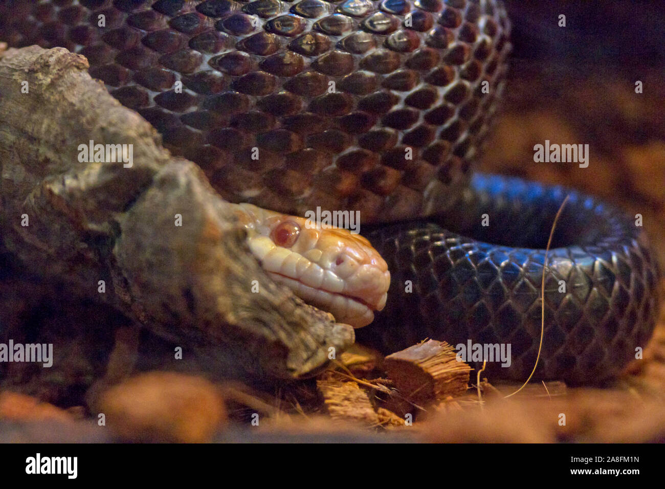 La cabeza de una serpiente pálido mira desde debajo de las bobinas de una gran serpiente negra Foto de stock