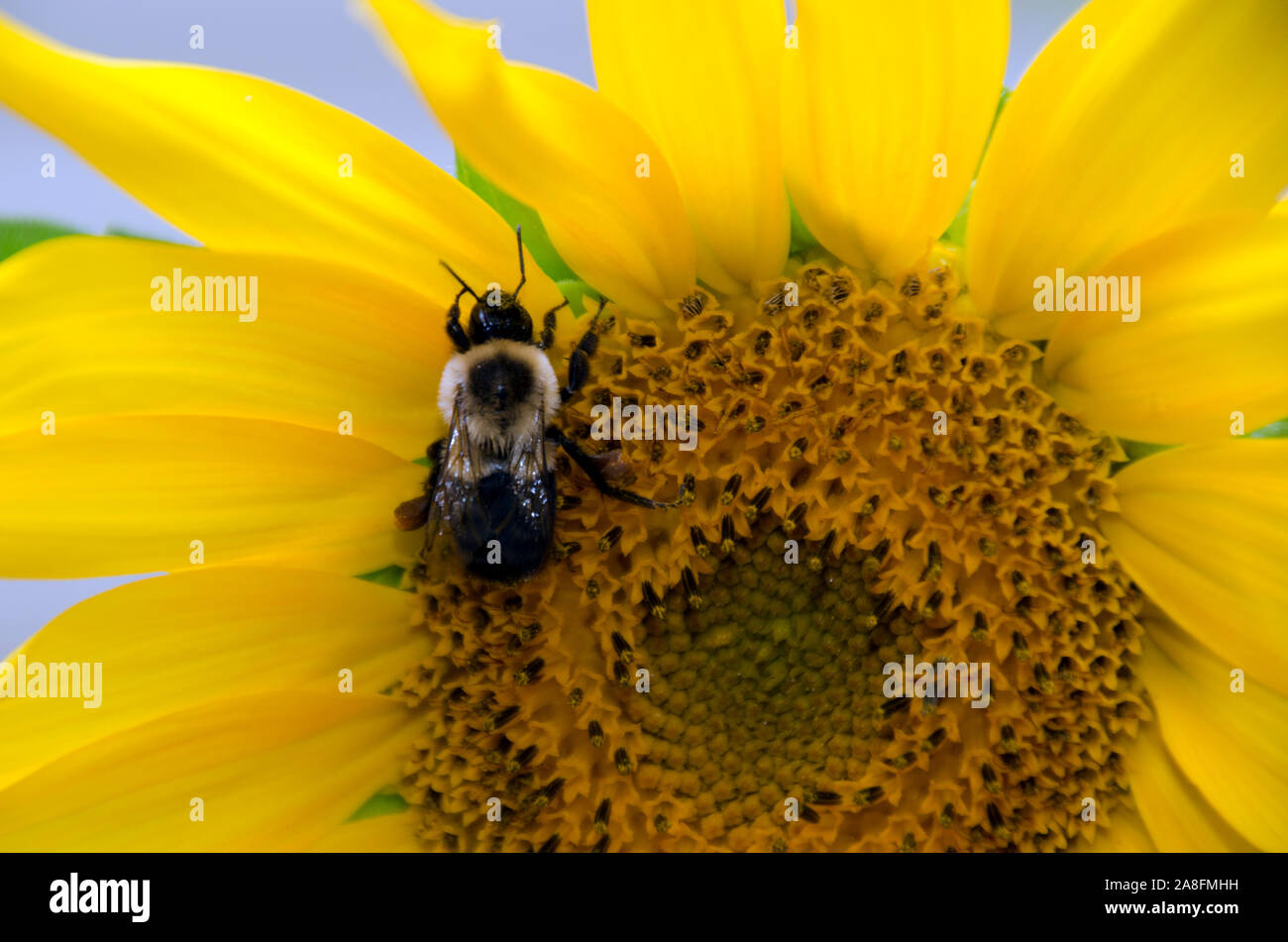 Miel de abejas perchas brillantes pétalos de un girasol de cerca la polinización en un jardín, Maine, EE.UU. Foto de stock
