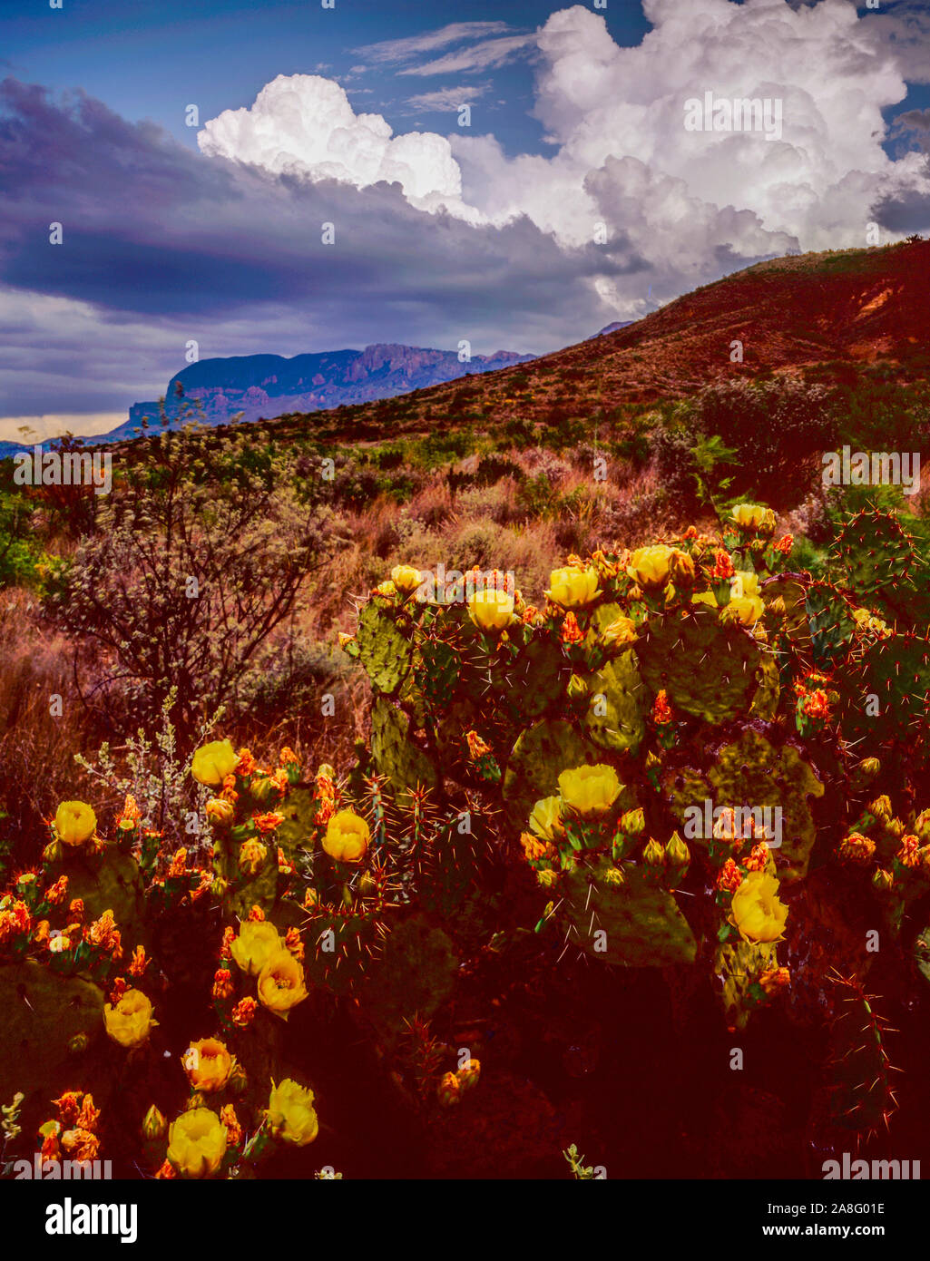 Nubes de tormenta y cactus, el Parque Nacional de Big Bend, Texas, nopal, Río Grande, Montañas Chisos Chihuahuan Desert Foto de stock