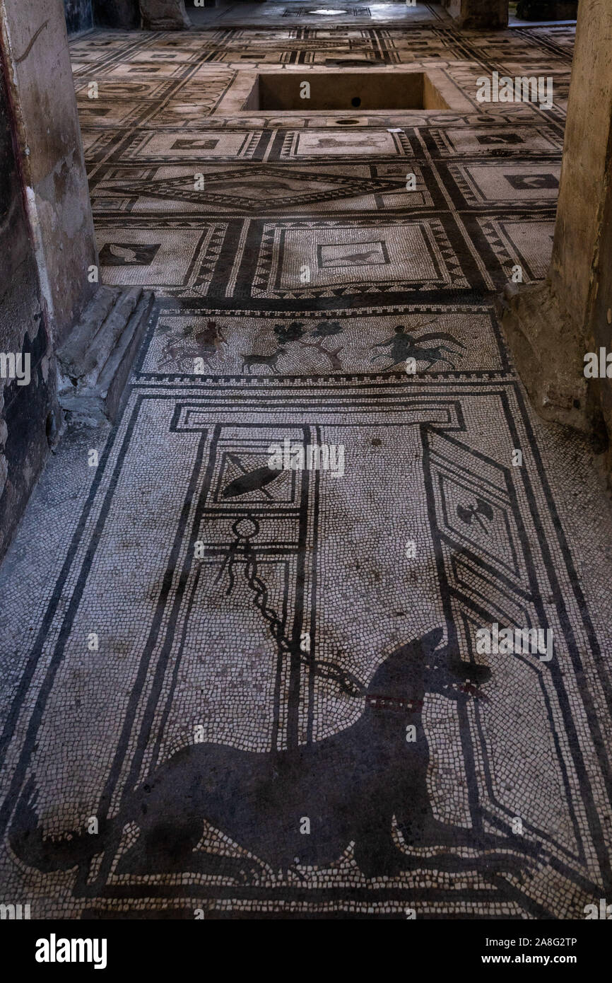 Mosaico de perro decorando el piso de la casa de la Cryptoporticus (Casa del criptoportico) en ruinas de Pompeya, Campania, Italia Foto de stock